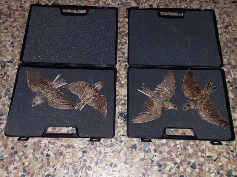 Giostra per allodole e 4 allodole