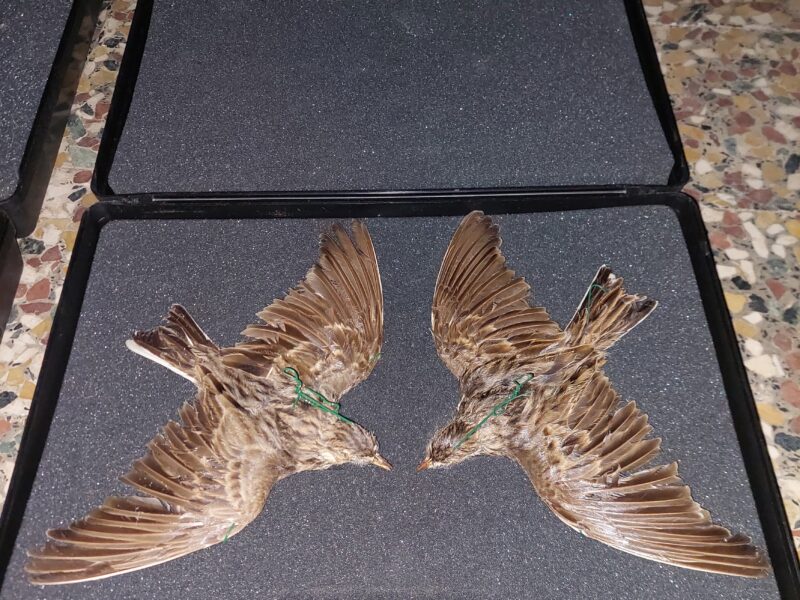 Giostra per allodole e 4 allodole