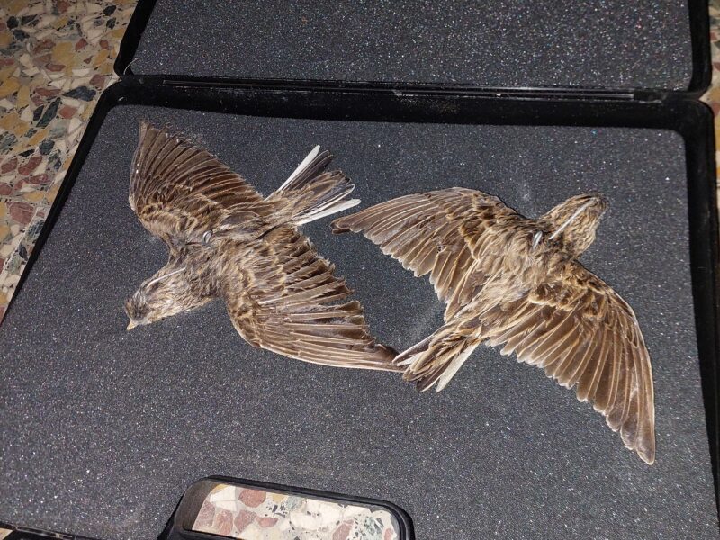 Giostra per allodole e 4 allodole